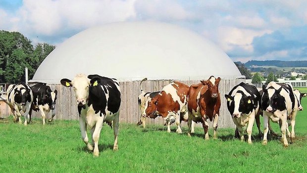 Biogas aus Hofdünger wird wirtschaftlich interessant. Auf dem Markt gibt es Systeme für Kleinanlagen. 