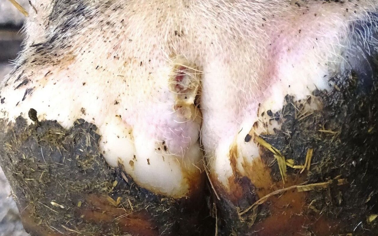 M1: Aktue Veränderung. Ansteckend! Wunde kleiner als 2 cm. 