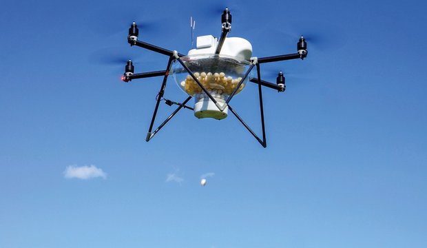 Mit der Drohne ins Maisfeld Die von einem eigenen «Piloten» gesteuerte Optidrohne wirft pro Hektarein drei Minuten 100 Optikugeln mit Trichogramma-Schlupfwespen ab. Bild: Agroline Bioprotect