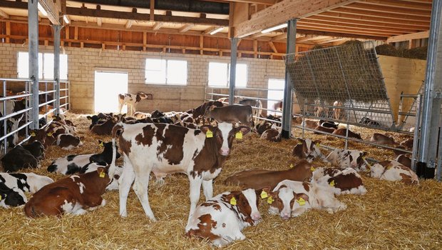 Kälbergesundheitsdienst: Luftqualität im Stall Ein gutes Klima im Kälberstall verbessert das Wohlbefinden, die Tiergesundheit und somit die Leistung der Tiere ein Leben lang. Neben bedarfsgerechter Fütterung brauchen Kälber viel Wärme, Luft und Licht. Bild: Aline Küenzi