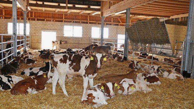 Ein gutes Klima im Kälberstall verbessert das Wohlbefinden, die Tiergesundheit und somit die Leistung der Tiere ein Leben lang. Neben bedarfsgerechter Fütterung brauchen Kälber viel Wärme, Luft und Licht. Bild: Aline Küenzi