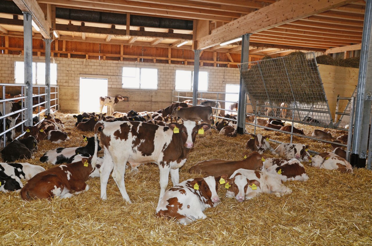 Ein gutes Klima im Kälberstall verbessert das Wohlbefinden, die Tiergesundheit und somit die Leistung der Tiere ein Leben lang. Neben bedarfsgerechter Fütterung brauchen Kälber viel Wärme, Luft und Licht. Bild: Aline Küenzi