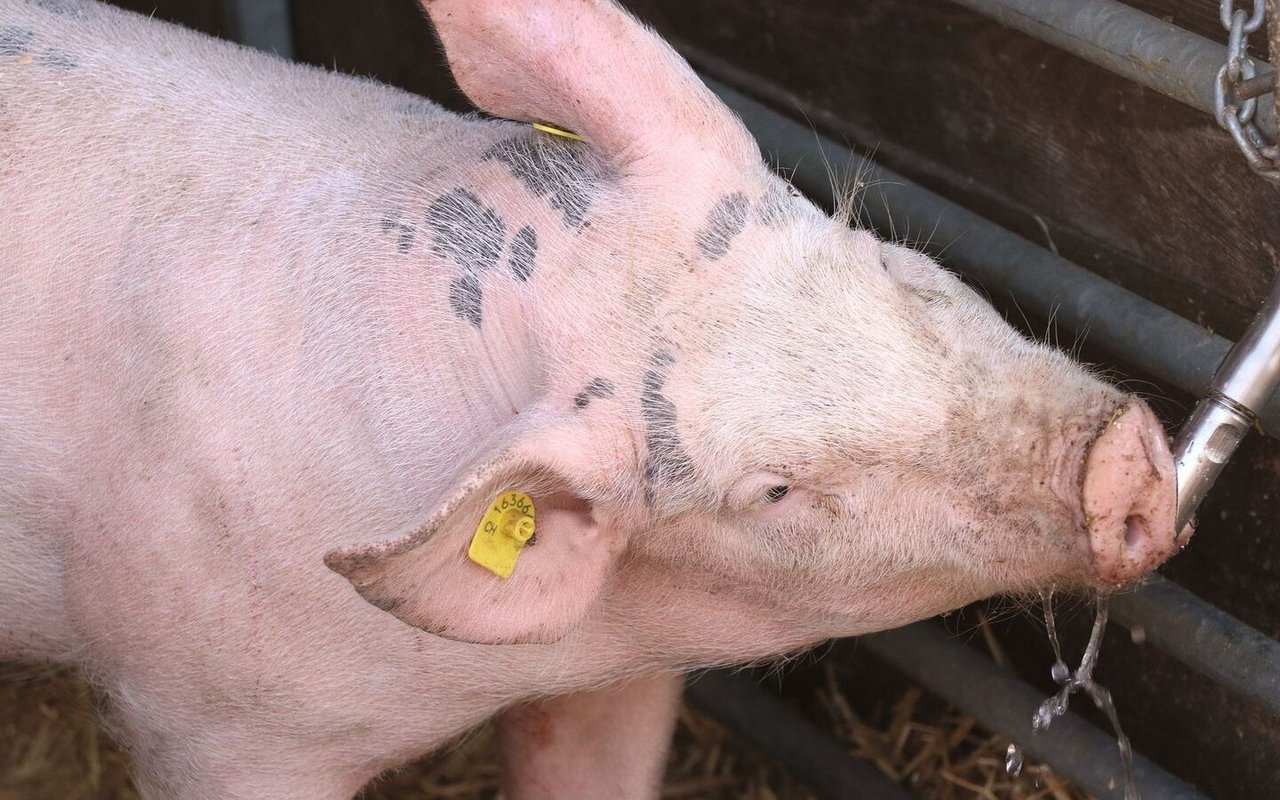 Ein Schwein trinkt bei einem Tränkenippel.