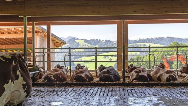 Nur gesunde Tiere können ihr Leistungspotenzial voll ausschöpfen. Die Liegezeit hat einen hohen Einfluss auf die Tiergesundheit.