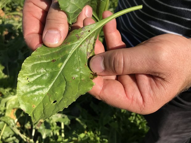 Zuckerrübenbau: Cercospora lässt sich jetzt vorhersagen Die Cercospora-Blattfleckenkrankheit gilt als wichtigste Pilzkrankheit in den Zuckerrüben. Sie ist an den 2 bis 3 mm kleinen runden, hellgrauen Flecken mit rotbraunem Rand erkennbar. (Bild BauZ)