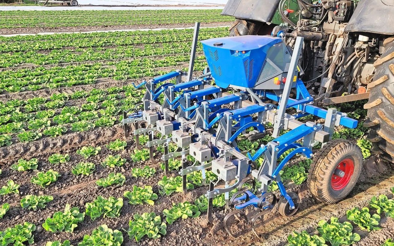 Die Hacke erkennt die Salatpflanzen mittels Kamera. Zwischen den Salaten wird Unkraut gehackt.