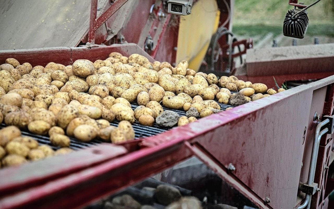 Kartoffeln sind eine sehr arbeitsintensive, aber auch risikoreiche Kultur und stellen hohe Anforderungen an Personal und Technik. 