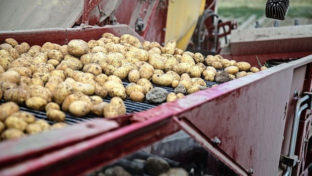 Kartoffeln sind eine sehr arbeitsintensive, aber auch risikoreiche Kultur und stellen hohe Anforderungen an Personal und Technik. 