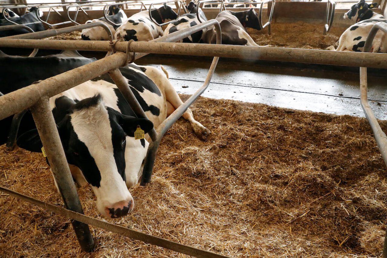 Die Gülle-Feststoffe bei Biglers bieten einen hohen Liege-Komfort. Bild: Ruben Sprich