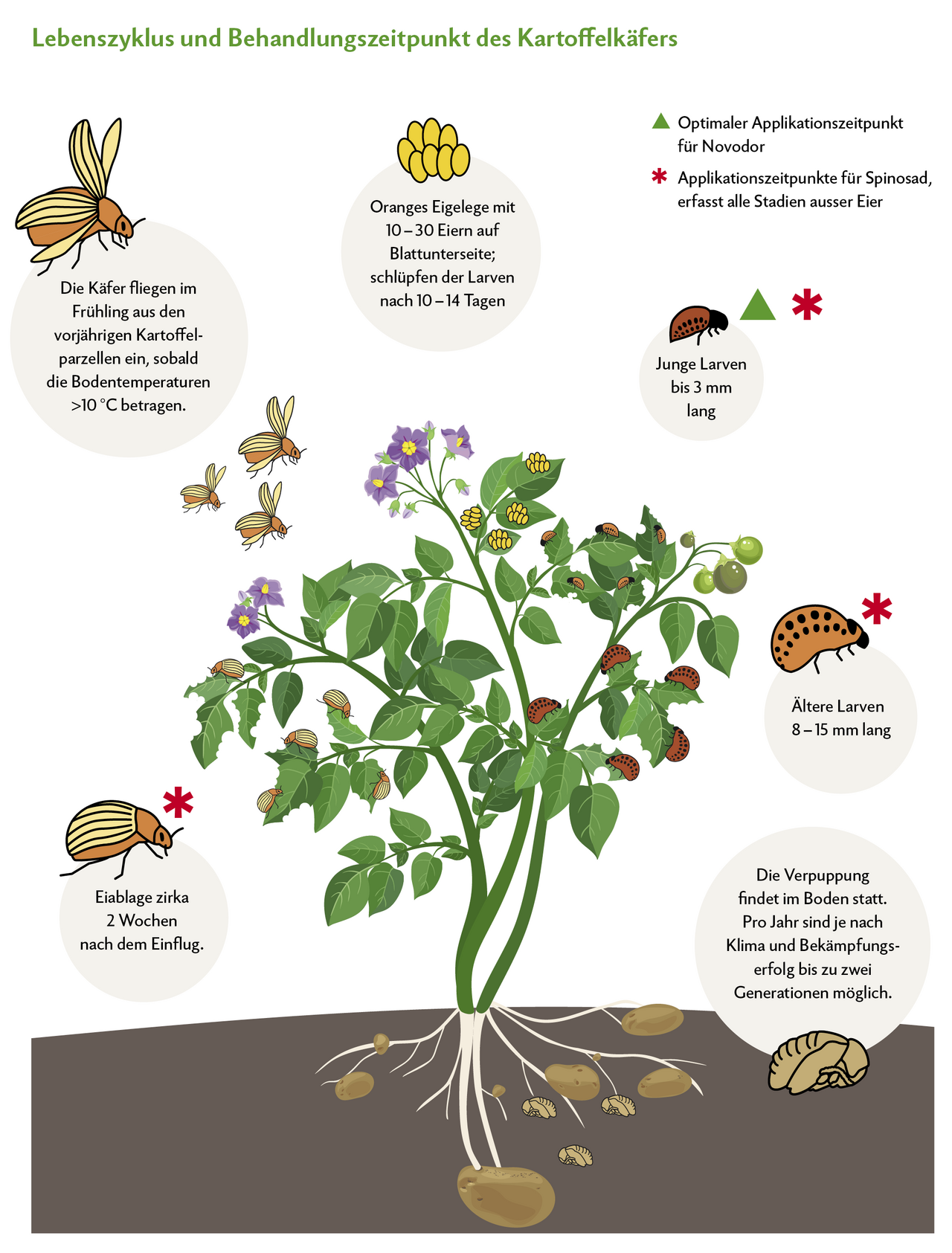 Larven können bis zu 40 cm2 Blattmasse fressen, Käfer etwa 10 cm2. Der Applikationszeitpunkt für Novodor ist, sobald die ersten Larven geschlüpft sind. Spinosad kann grosse, kleine Larven und adulte Käfer bekämpfen. Quelle: www.pflanzenkrankheiten.ch