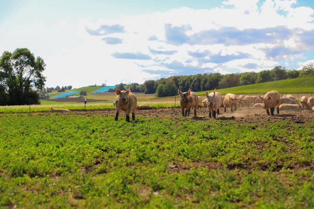 Die Freilandschweine sind ein echter Hingucker im ackerbaulich geprägten Waadtland. Bild: Peter Röthlisberger 