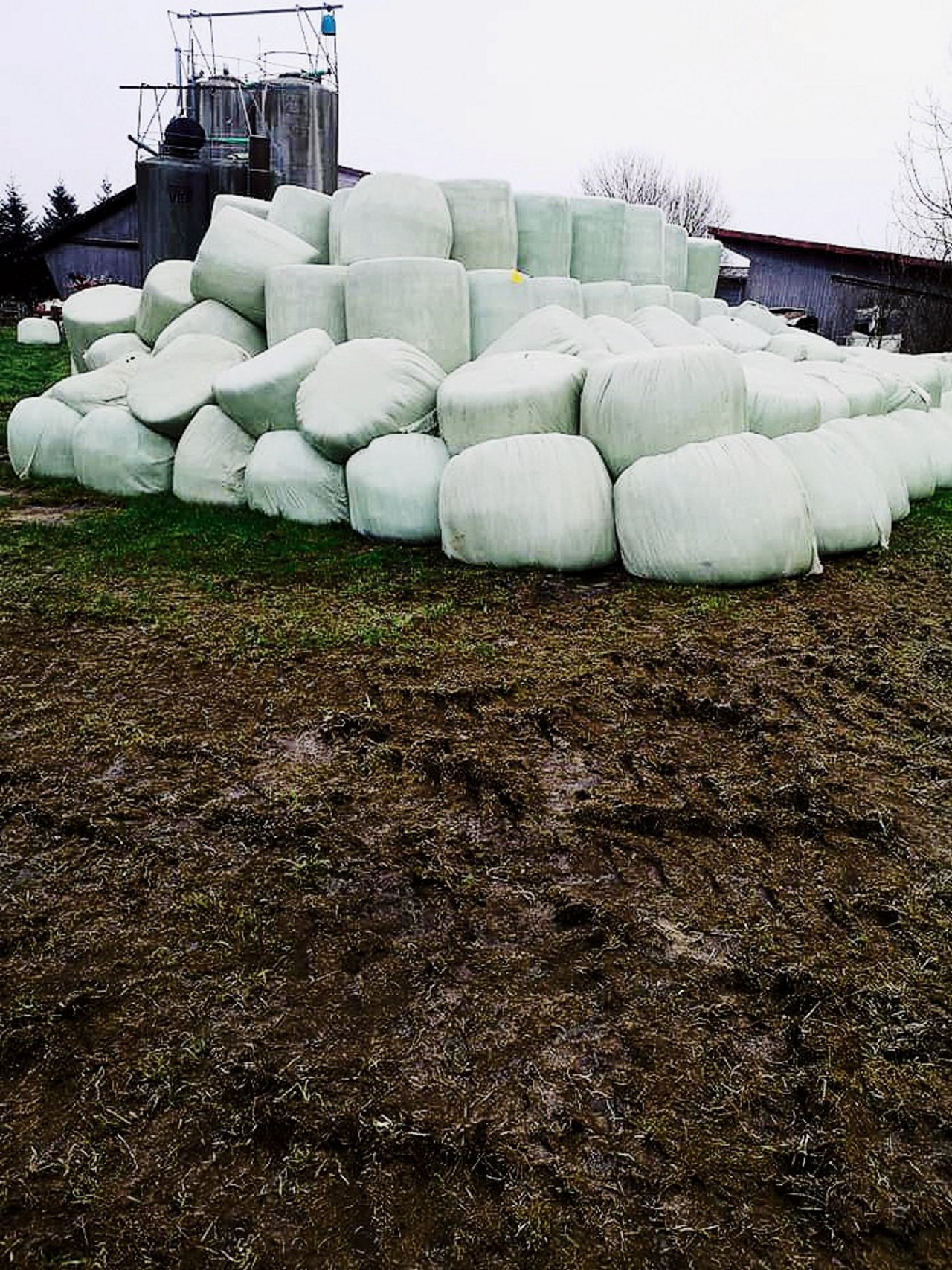 In der Herbstgras-Silage kann es zu Gärsaftverlust kommen. Bild: zVg