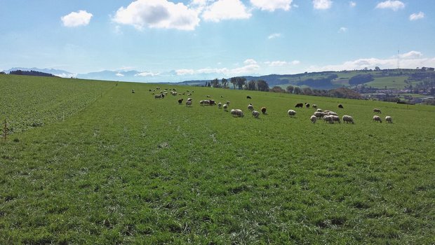 Auf einer Weide grasen Schafe in der Ferne.