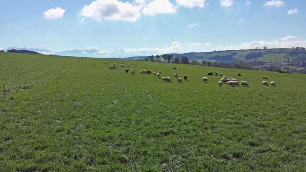 Breinierenkrankheit Schaf und Ziege Auf einer Weide grasen Schafe in der Ferne.
