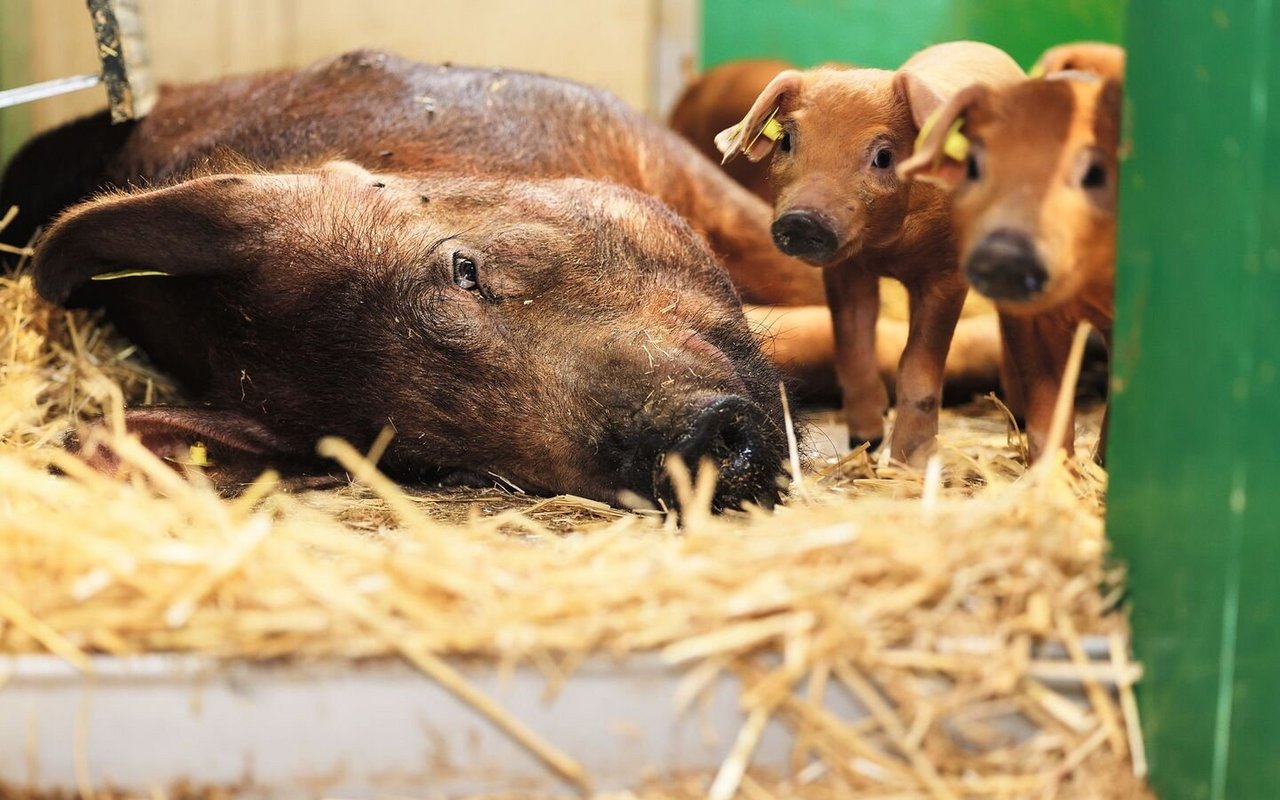 Eine Duroc-Muttersau liegt in der mit Stroh eingestreuten Bucht, neben ihr stehen ihre Ferkel.