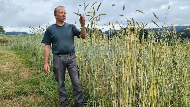 Peter Zulliger baut alte Getreidesorten an und produziert auch das Saatgut selbst. Dank exaktem Pflügen verhindert er Durchwuchs und hält die Sorten rein.