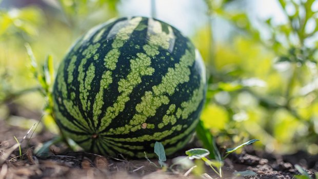 Süsse Melonen aus dem Seeland Wassermelonen aus der Schweiz sind teurer als Importware. Sie sind im August reif und können den KonsumentInnen, die Wert auf regionale Produkte legen, den Frühherbst versüssen. (Bild: Adobe Stock)