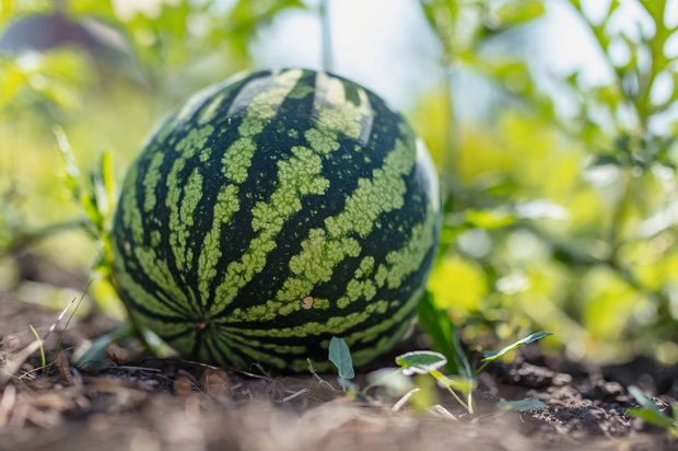 Wassermelonen aus der Schweiz sind teurer als Importware. Sie sind im August reif und können den KonsumentInnen, die Wert auf regionale Produkte legen, den Frühherbst versüssen. (Bild: Adobe Stock)