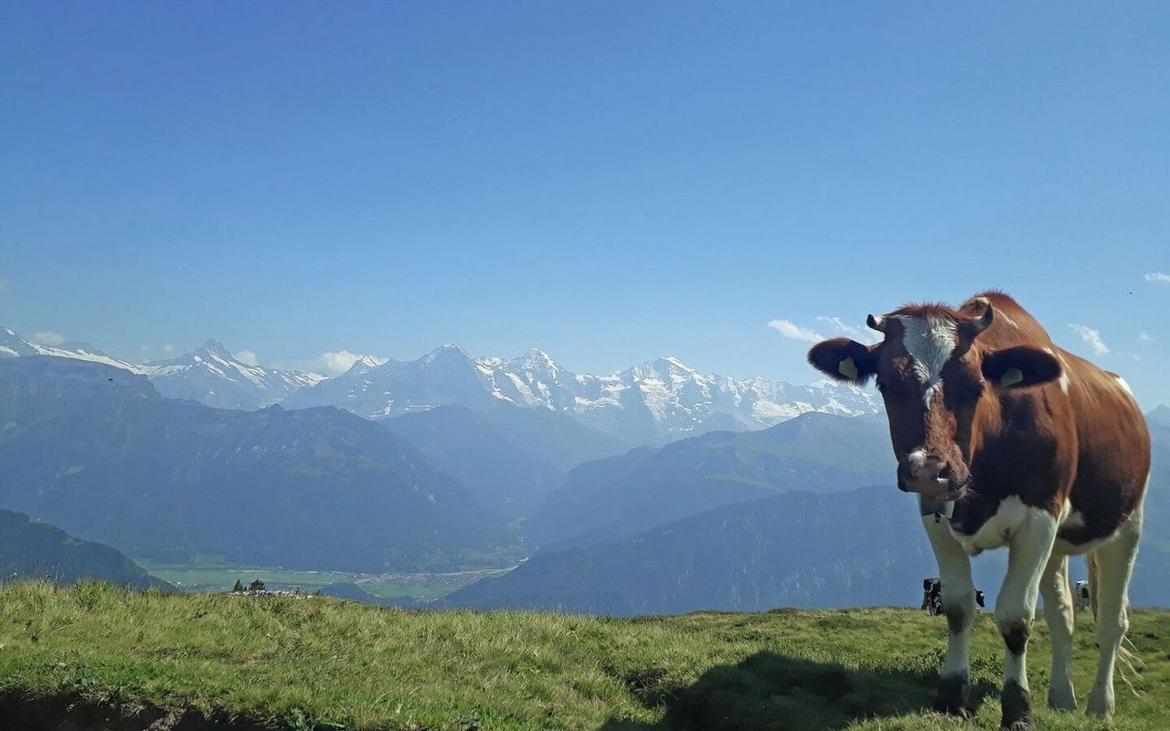Eine Kuh steht auf der Alp, mit dem Kopf zur Kamera hin.