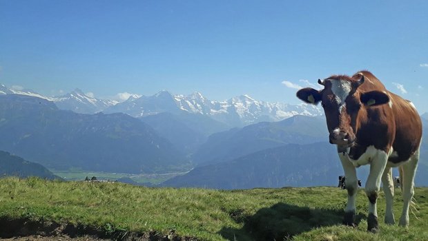 Eine Kuh steht auf der Alp, mit dem Kopf zur Kamera hin.