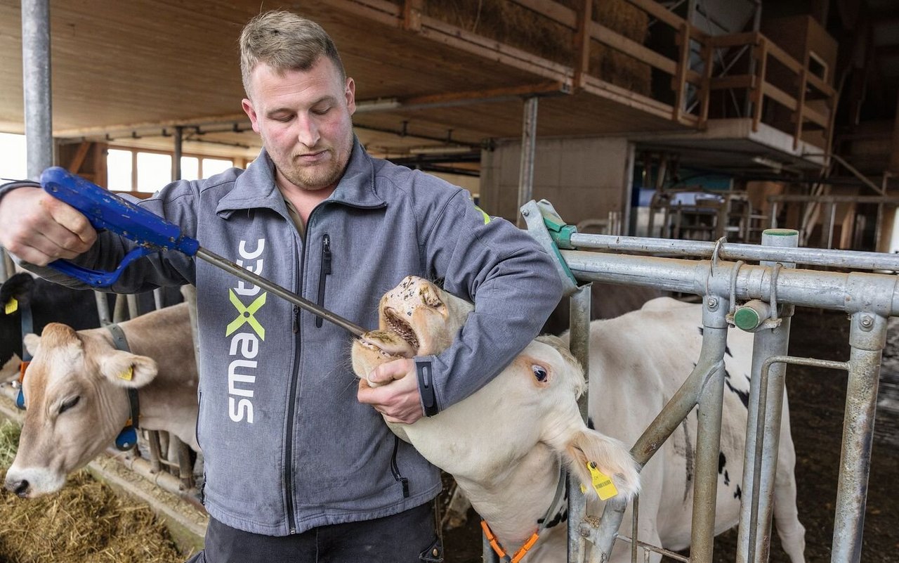 Tobias Wehnert hält in der rechten Hand den Bolus-Eingeber, während er mit der linken Hand die Kuh dazu bringt, das Maul zu öffnen.