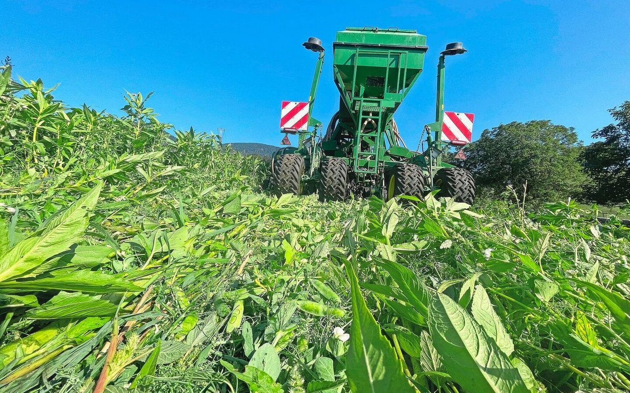 Hier hat Elias Z’Rotz den Futterweizen direkt in eine stehende Gründüngung eingesät. Vom Arbeitsaufwand her ein schnelles Verfahren. Mit der Direktsaat kann Familie Z’Rotz Kosten in Form von Treibstoff, Arbeitsaufwand und Maschinenverschleiss einsparen. 