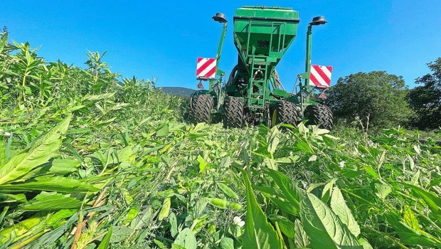 Hier hat Elias Z’Rotz den Futterweizen direkt in eine stehende Gründüngung eingesät. Vom Arbeitsaufwand her ein schnelles Verfahren. Mit der Direktsaat kann Familie Z’Rotz Kosten in Form von Treibstoff, Arbeitsaufwand und Maschinenverschleiss einsparen. 