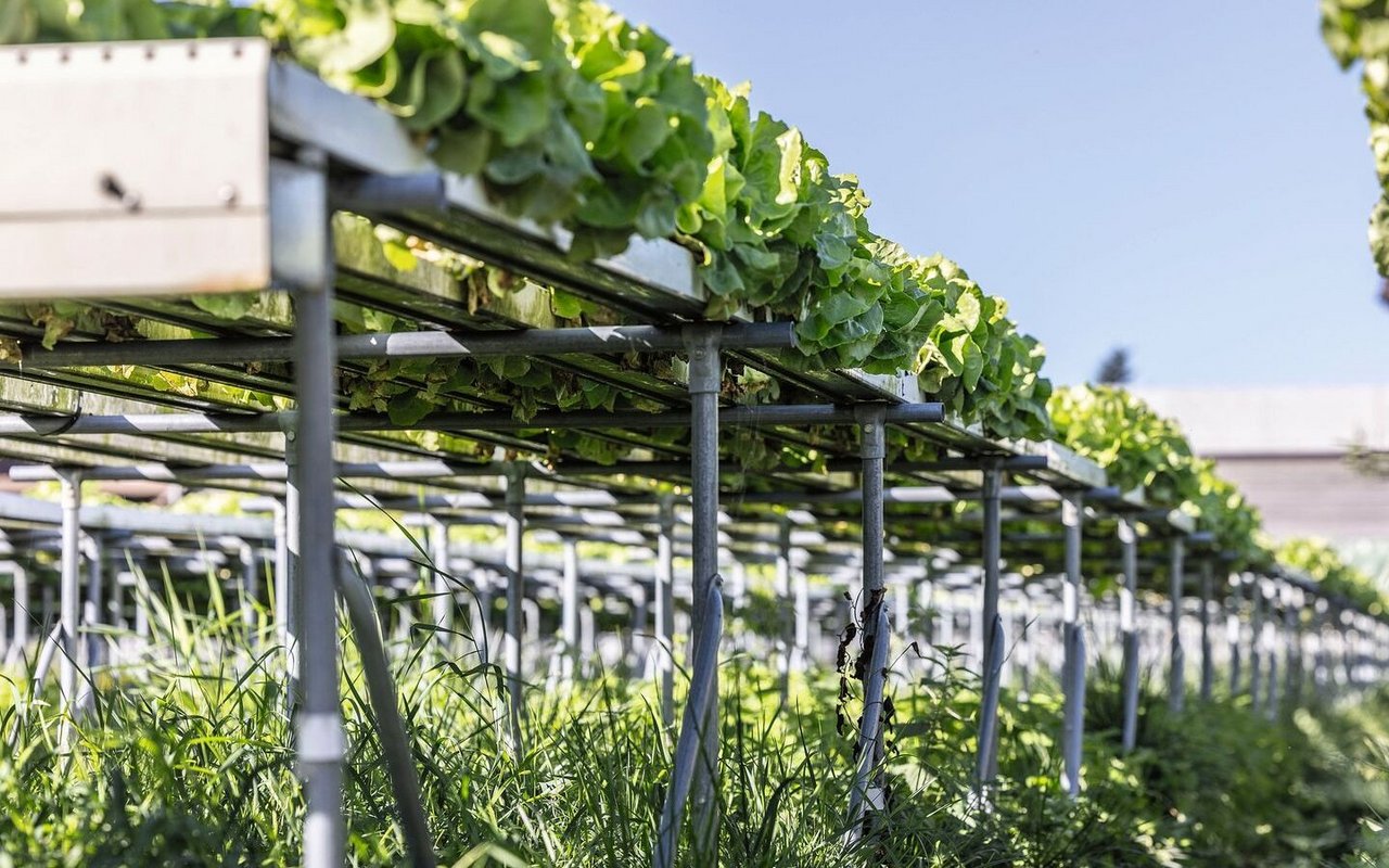 In der Hydro-Anlage von Wyssa Gemüse in Galmiz wächst Kopfsalat in Rinnen. Das mit Nährstoffen angereicherte Wasser umspült die Wurzeln und fliesst im Kreislauf.