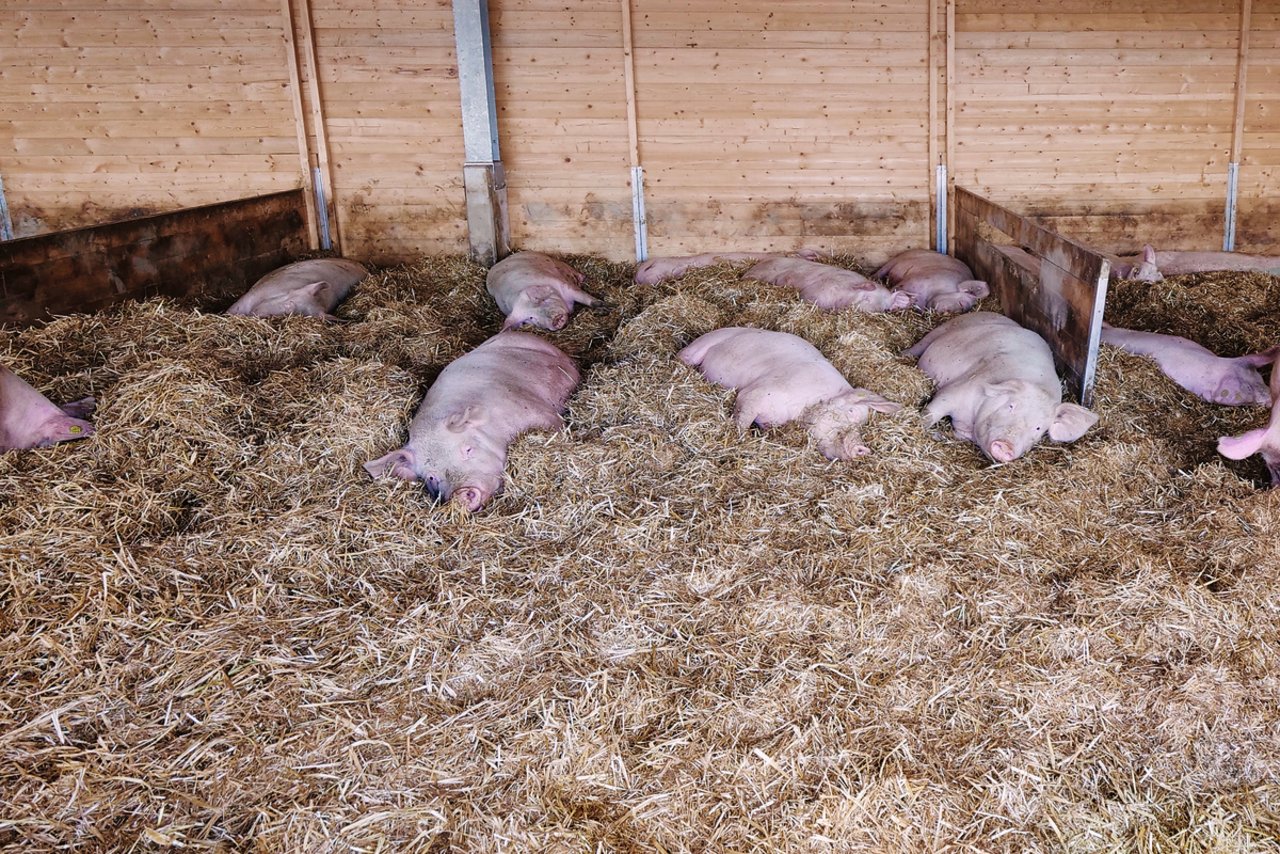 Liegebereich der Galtsauen: Es treten kaum Konflikte auf, wenn die Sauen vom Gruppensäugestall wieder zurück in den Galtstall wechseln. Bild: Martina Rüegger