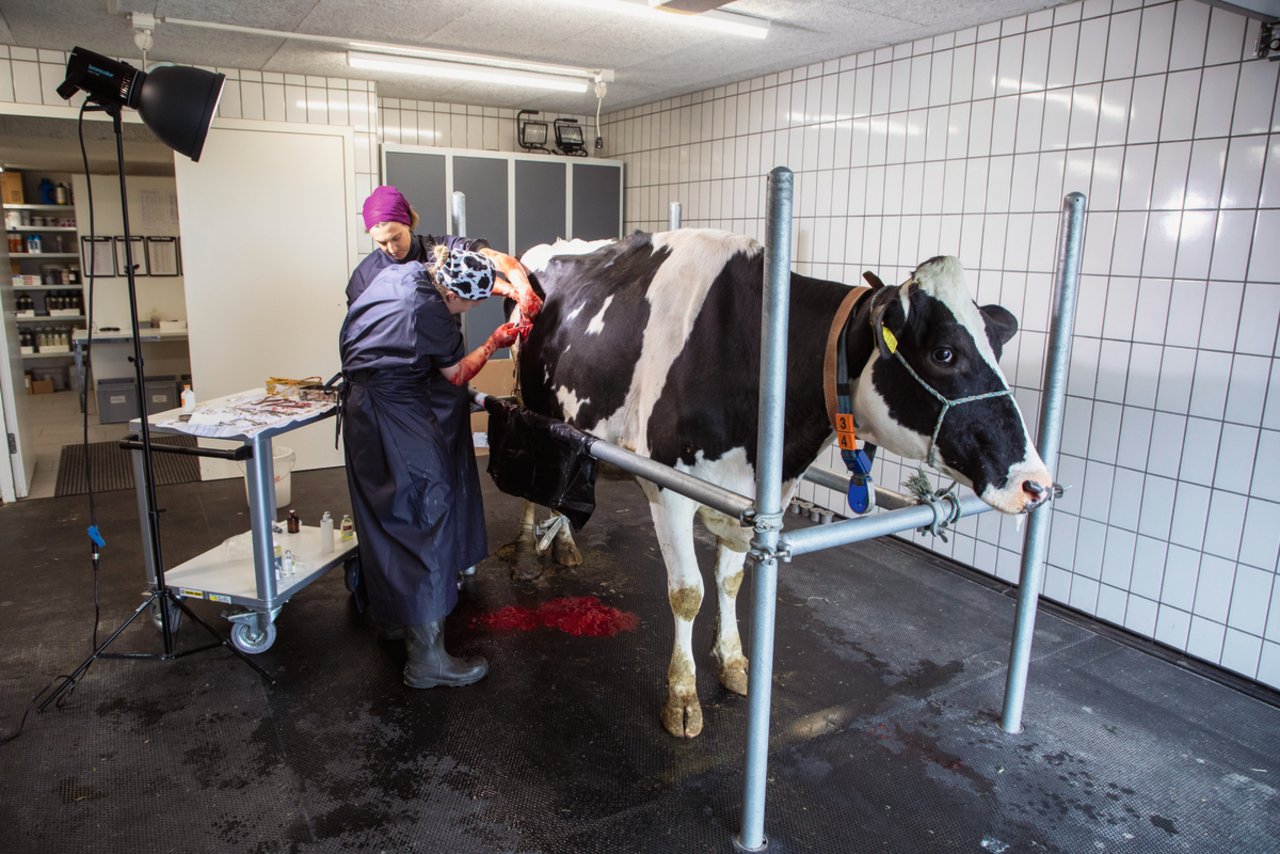Auch eine Labmagenverdrehung kann Auslöser einer Ketose sein. Sie muss operativ behandelt werden, hier von den Tierärztinnen Carola Rüttimann (links) und Helen Huber (vorne). Bild: Gian Vaitl