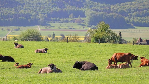 Leben Kühe länger, ist dies gut fürs Klima. Bild: Ruth Aerni