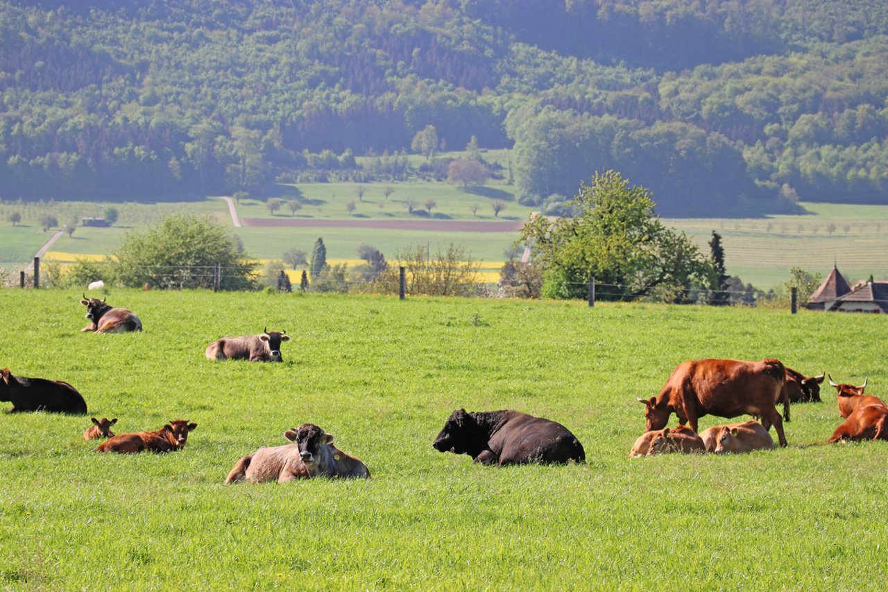 Leben Kühe länger, ist dies gut fürs Klima. Bild: Ruth Aerni