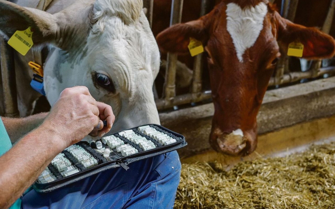 Homöopathische Mittel sollen den Verbrauch von Antibiotika im Stall senken. 