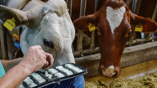 Homöopathische Mittel sollen den Verbrauch von Antibiotika im Stall senken. 