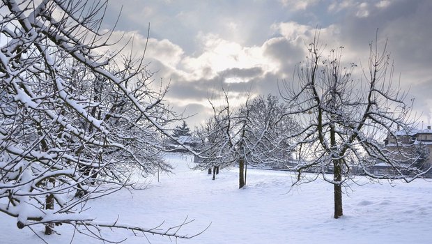 Eine schöne Hochstam Eine schöne Hochstamm-Obstanlage prägt die Landschaft, erfreut Nachbarn und Spaziergänger und ist gut für die Biodiversität. Sie zu pflegen ist wichtig, aufwändig – und wirtschaftlich kein gutes Geschäft.