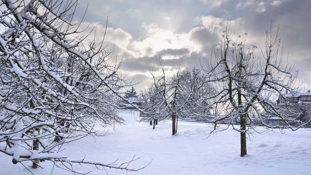 Eine schöne Hochstamm-Obstanlage prägt die Landschaft, erfreut Nachbarn und Spaziergänger und ist gut für die Biodiversität. Sie zu pflegen ist wichtig, aufwändig – und wirtschaftlich kein gutes Geschäft.