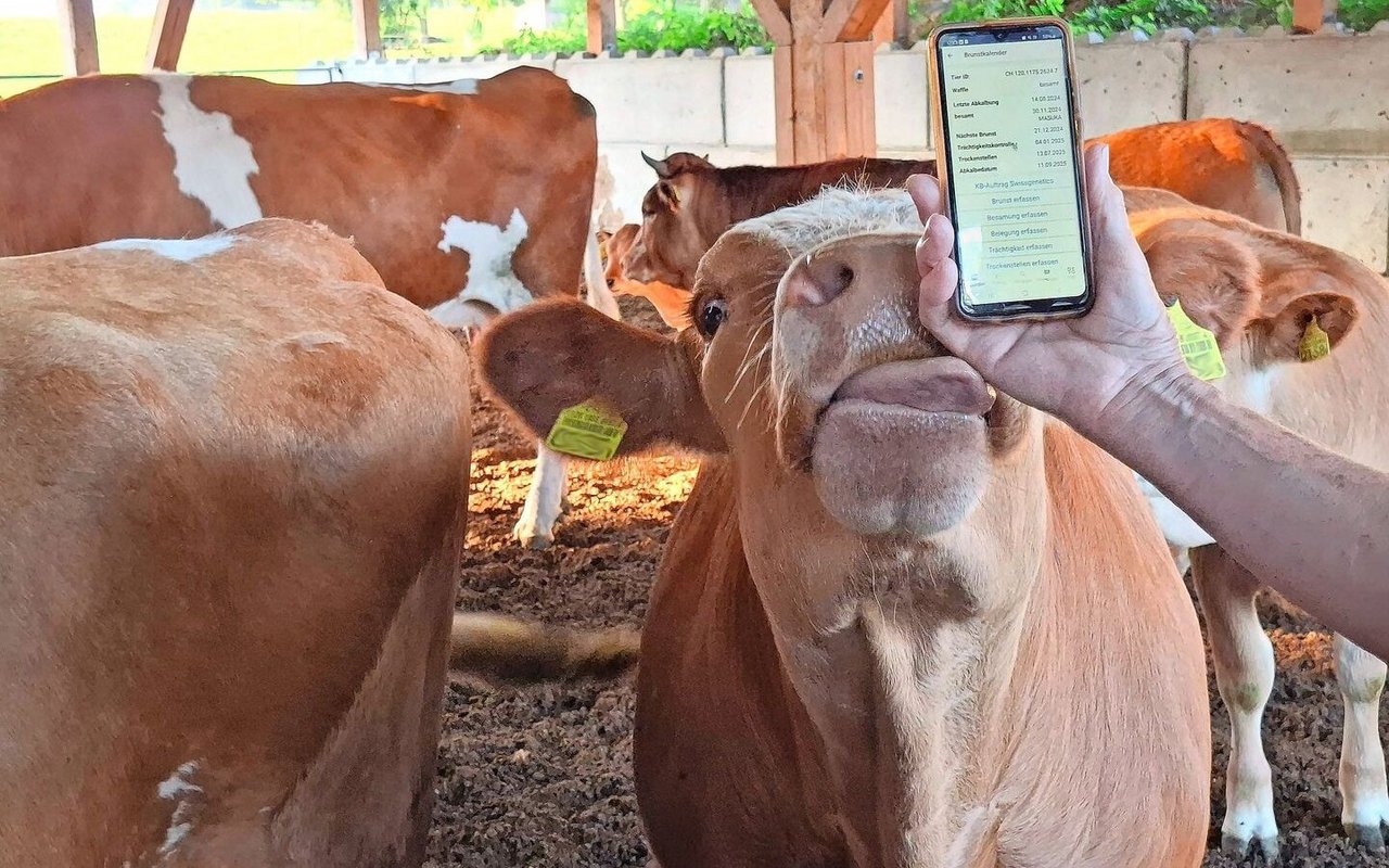 Daten werden nicht nur im Pflanzenbau, sondern auch in der Tierhaltung durch den Melkroboter oder andere Sensoren erfasst. Auch in der Mutterkuhhaltung werden digitale Daten verwaltet. 