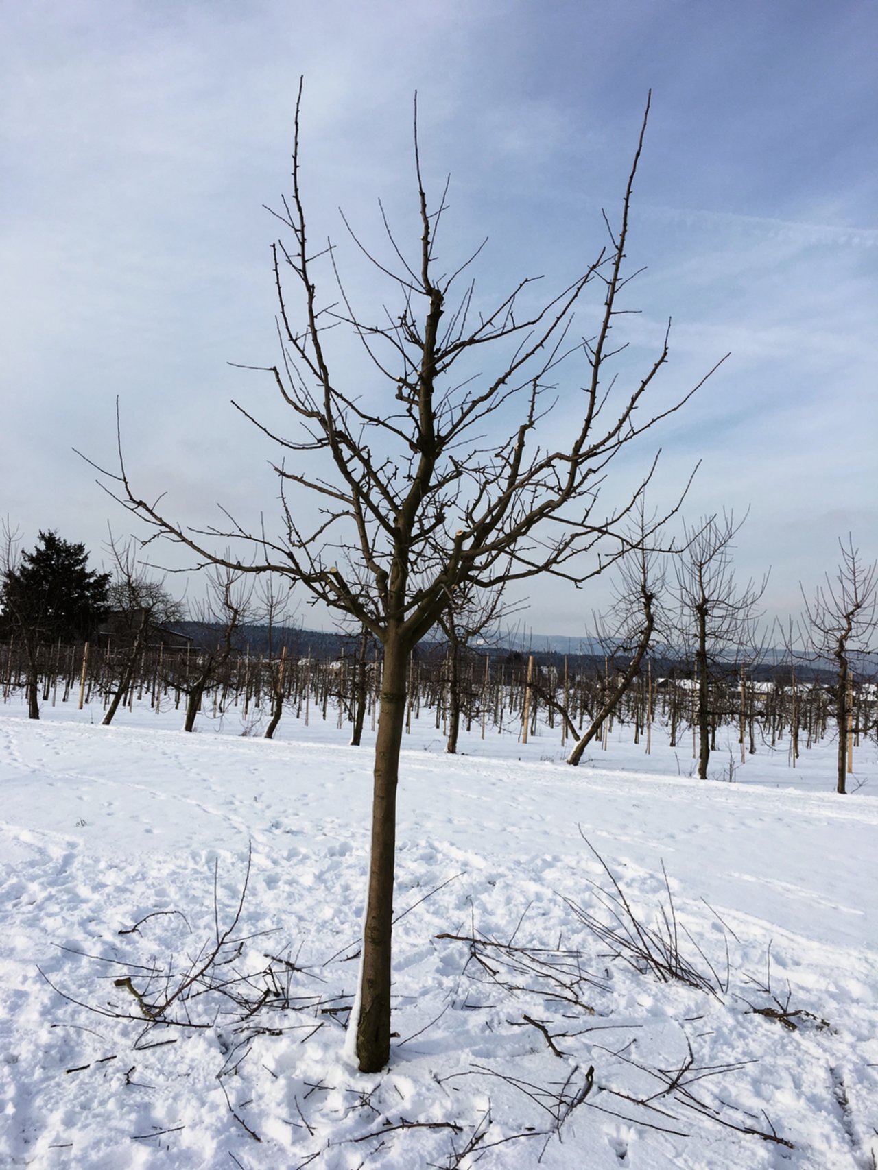 Ein Hochstamm-Apfelbaum bei beginnendem Vollertrag nach dem Winterschnitt in Oberentfelden AG. Bild: Daniel Schnegg
