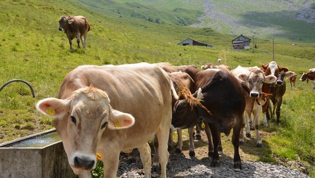 Interview mit Stefan Mann von Agroscope: «Alp-Tradition leben lohnt sich» Gemeinschaftsalpen sind erfolgreich. Bild: BauernZeitung/Franziska Jurt