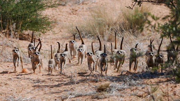 Erdmännchen kommunizieren laufend miteinander, um Kontakt zu halten, sich gegen Feinde abzusichern oder soziale Interaktionen zu initiieren. 