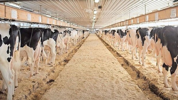 Im Stall von Thierry Jaton in Kanada mit dem Herdennamen Provetaz: Aktuell habe vor allem der Stier Delta-Lambda die Herde positiv beeinflusst. Im Jahr 2021 wurde Jaton kanadischer Meisterzüchter.  