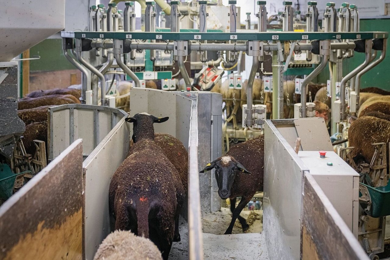 Melken wie am Fliessband: Die gemolkenen Schafe gehen von sich aus zurück in den Stall,die nächste Gruppe kommt vom Wartebereich auf die sich drehende Plattform.
