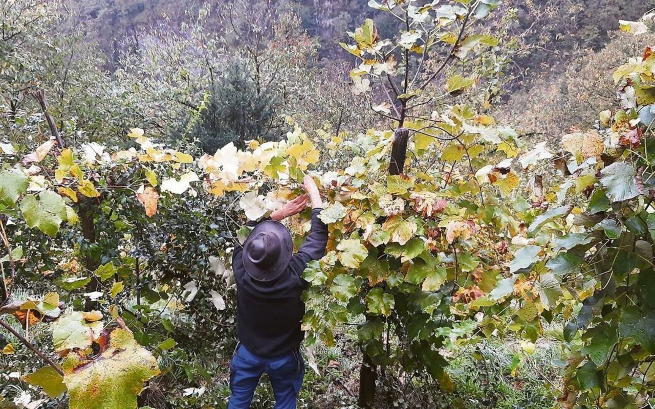 Weinbau im Tessin im traditionellen «Vite Maritata»-Agroforstsystem.