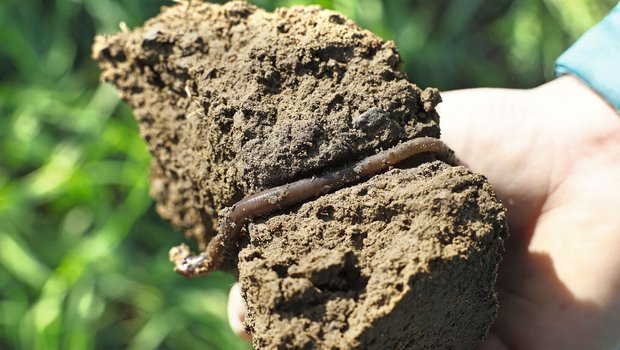 Prachtexemplare: Die Regenwürmer lockern den Boden auf. 