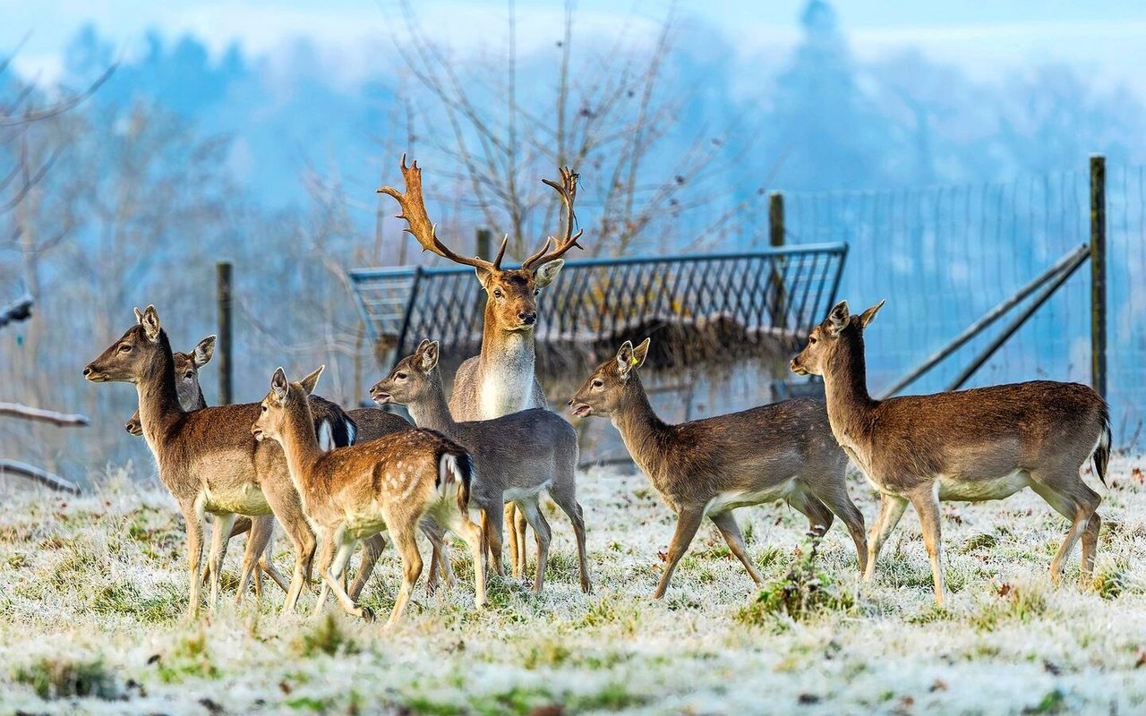 Die Damhirsche werden in einem Gehege mit fixem Zaun gehalten, der mindestens zwei Meter hoch sein muss. 