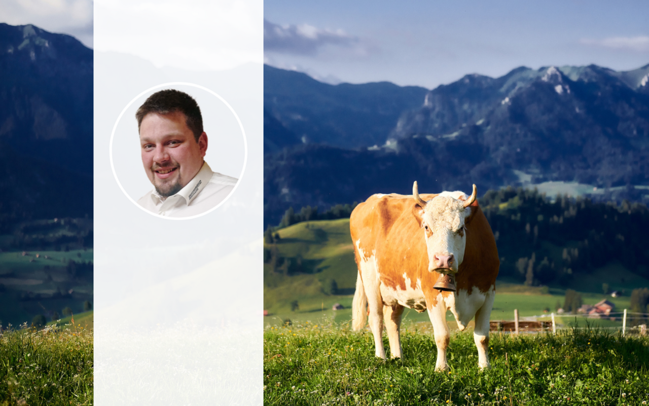 Porträt von Martin Liechti neben einer Simmentaler Kuh auf der Weide.