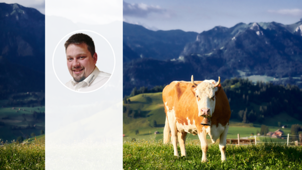Rinderrasse Simmentaler Porträt von Martin Liechti neben einer Simmentaler Kuh auf der Weide.