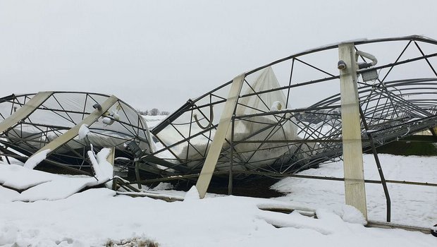 Schneedruckschaden an einem Folientunnel. Im Jahr 2023 wurden der Versicherung Schweizer Hagel vergleichsweise mehr Sturmschäden gemeldet.
