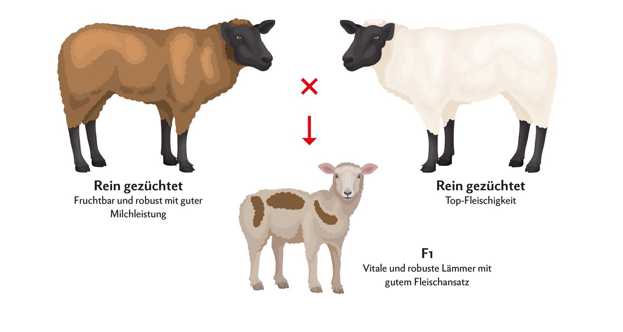 In einer gezielten Kreuzungsstrategie werden möglichst fruchtbare Robustrassen mit spezialisierten Fleischwiddern gepaart. Die Lämmer profitieren vom Heterosis-Effekt und sind damit besonders leistungsfähig. Grafik: Doris Rubin