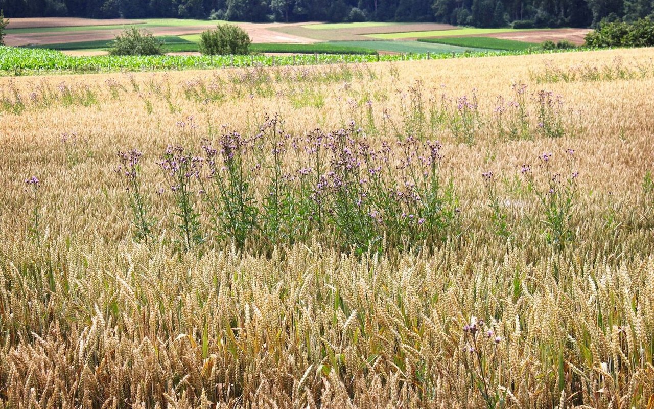 Ackerkratzdisteln in Weizen – soweit sollte es nicht kommen. Die Behandlung braucht Geduld und sollte bei warmem Wetter erfolgen.Bild: A. Distel, LZ Liebegg